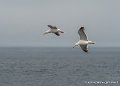 goeland-g91_8281