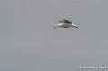 goeland-g91_8282