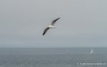 goeland-g91_8283