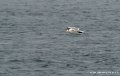 goeland-g91_8284