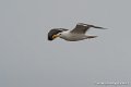 goeland-g91_8287