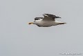 goeland-g91_8288