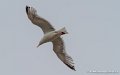 goeland-g91_8307