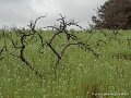 locmaria-g91_8317