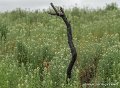 locmaria-g91_8319