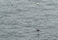 oiseaux-g91_8255