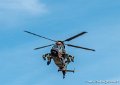 tigre-g91_7322