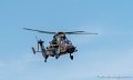 tigre-g91_7337