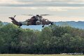 tigre-g91_7496