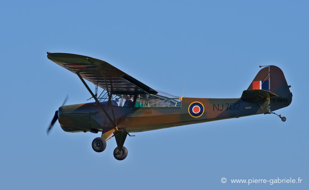 piper_4953.jpg