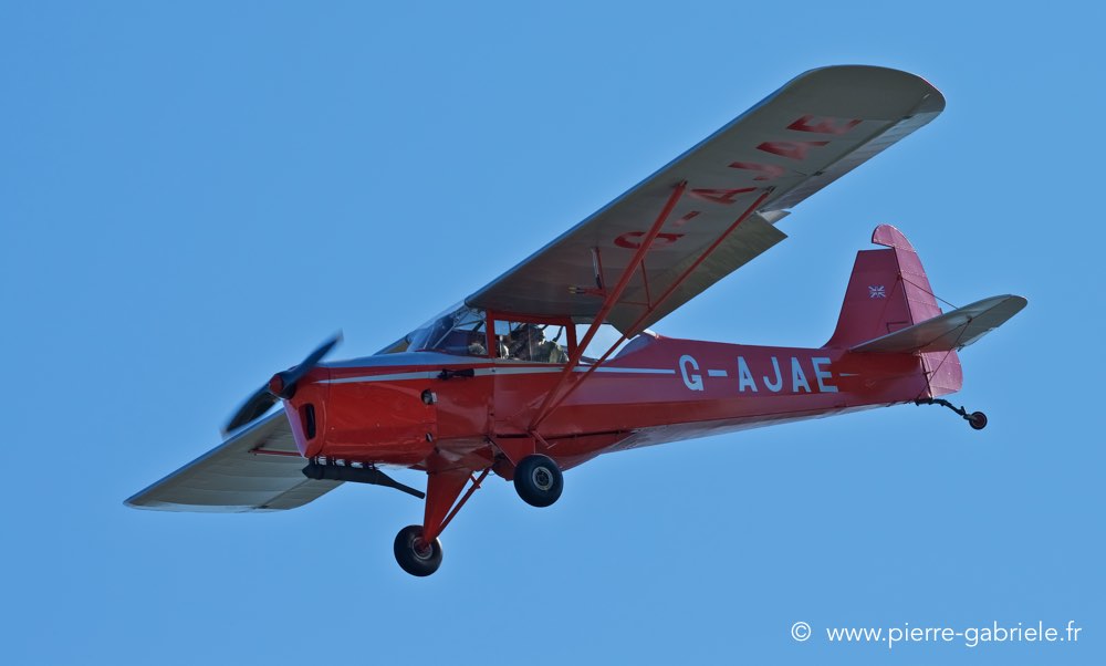 piper_4955.jpg