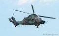tigre_6010