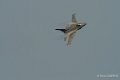 f16-grec-gh6_2271