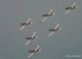 wings-of-storm-gh6_1722