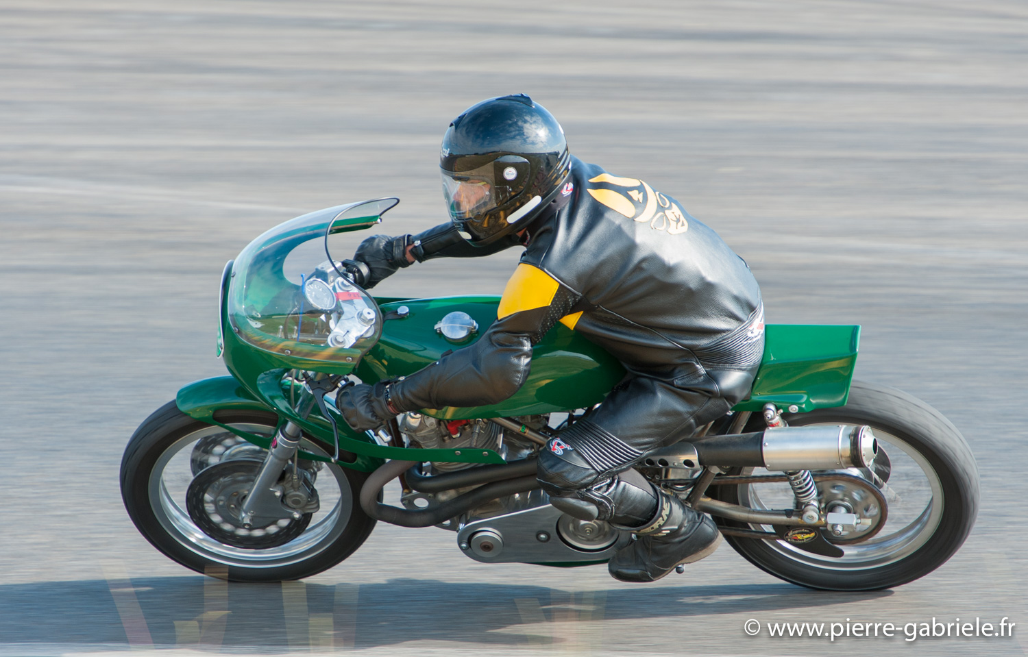 coyotes-2010_1108.jpg