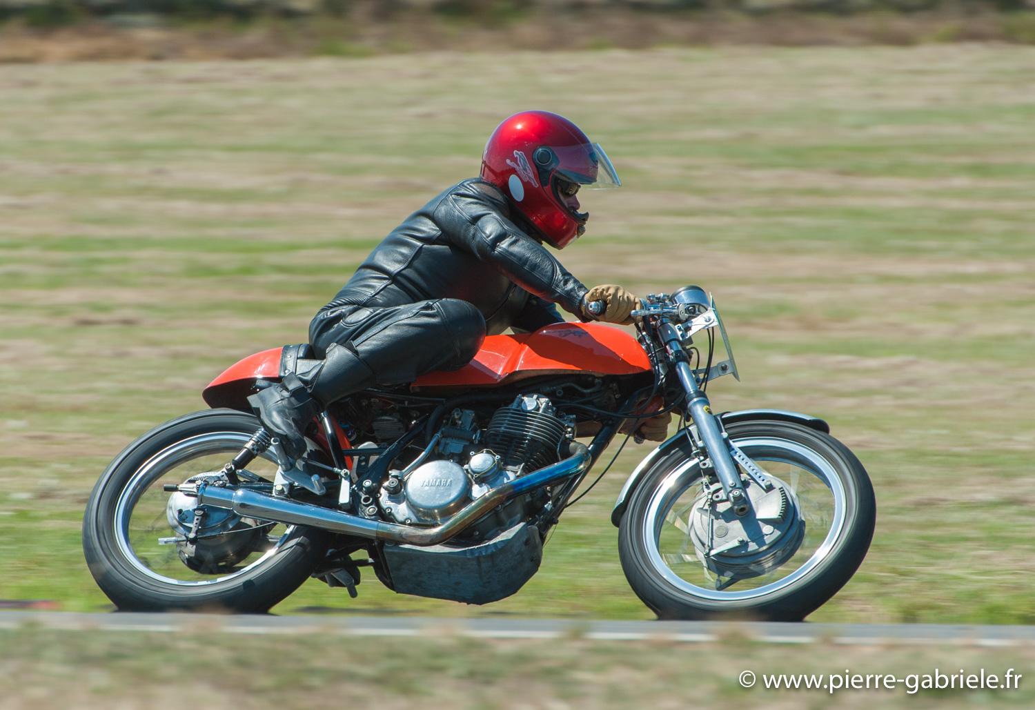 coyotes-2010_1269.jpg