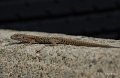 lezard-gh7_3007