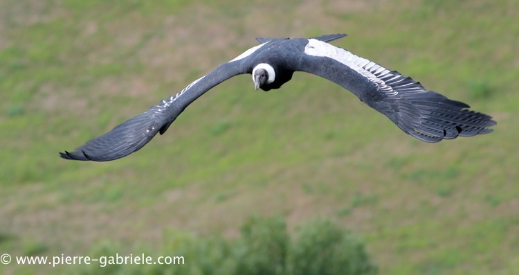 condor_4498.jpg