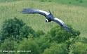 condor_4496