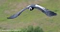 condor_4498