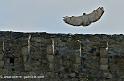 desaugures_2441