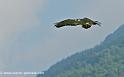 desaugures_2463