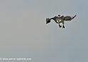 desaugures_2465