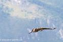 desaugures_4364