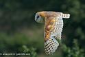 effraie_1523
