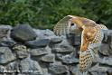 effraie_1524