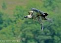 vautour_2539