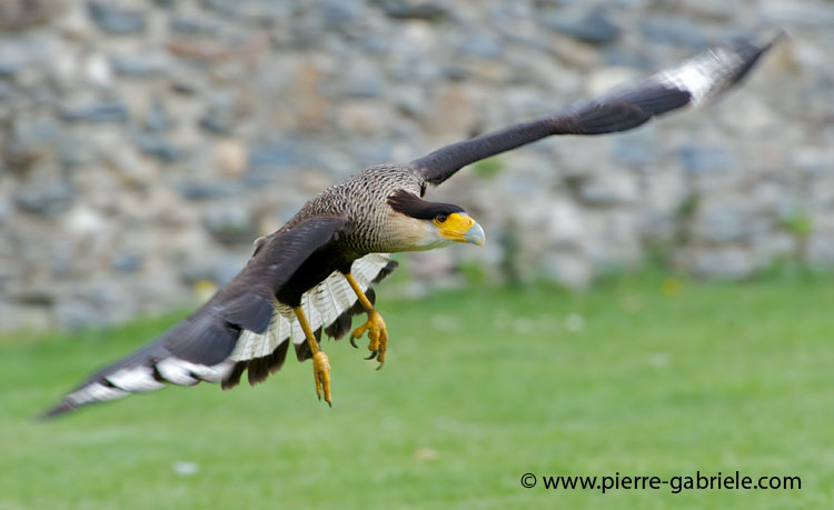 caracara_1185.jpg