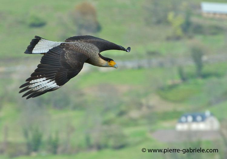caracara_1187.jpg