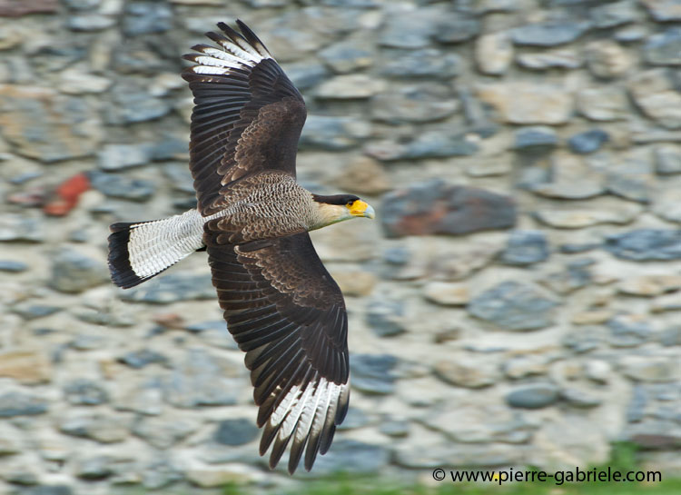 caracara_1189.jpg