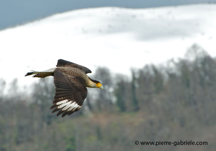 caracara_1190.jpg