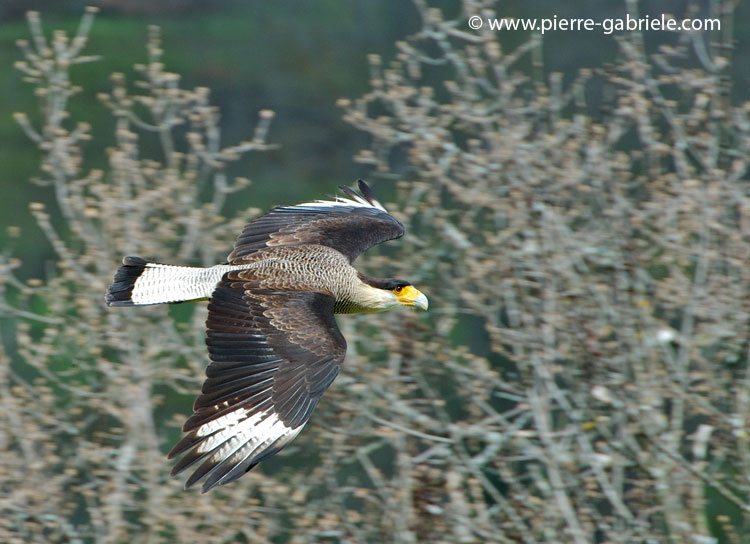 caracara_1191.jpg