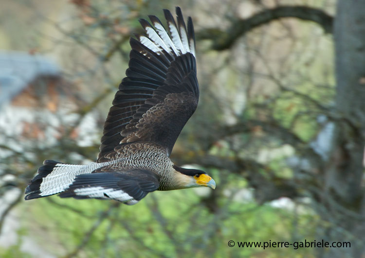 caracara_1199.jpg