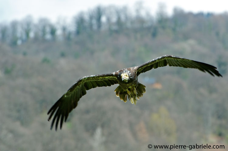 percnoptere_1208.jpg