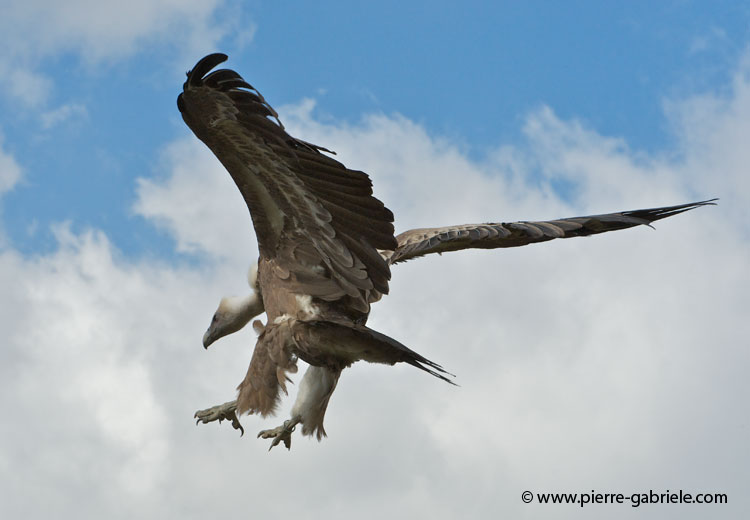 vautour_1265.jpg