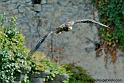 percnoptere_1204
