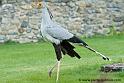 serpentaire_1178