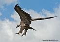 vautour_1265