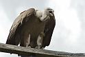 vautour_1266