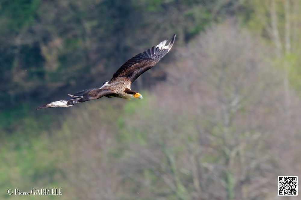 caracara_8216.jpg
