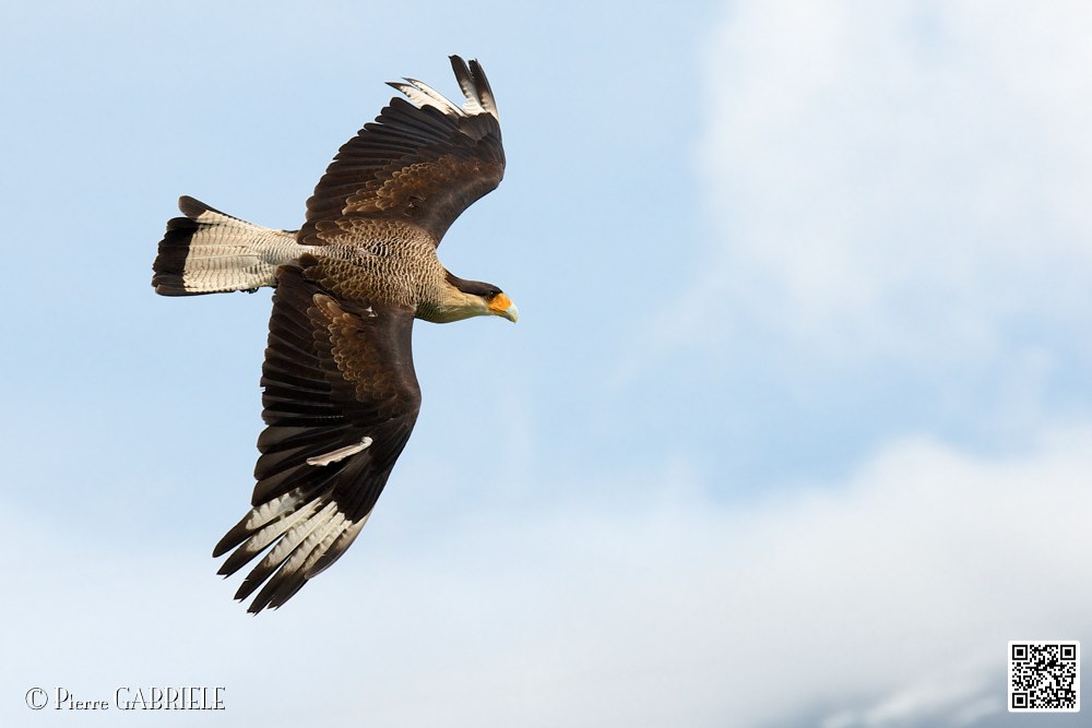 caracara_8218.jpg
