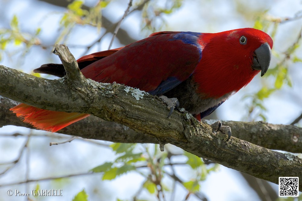 eclectus_8279.jpg