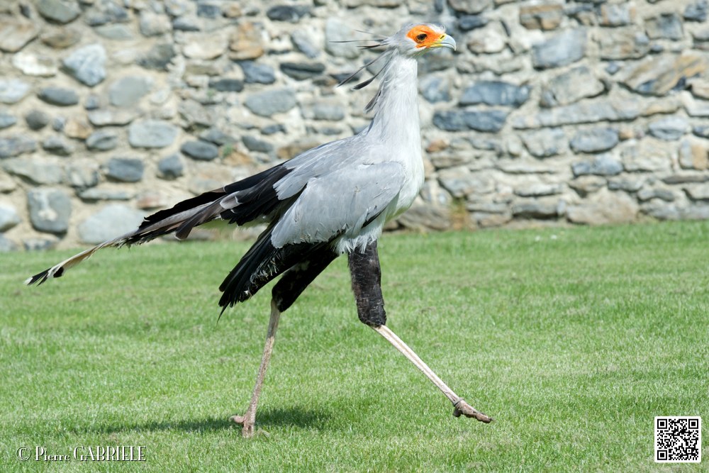 serpentaire_8189.jpg