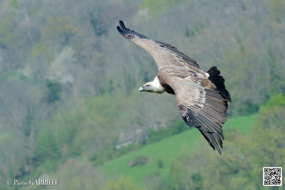 vautour_8272.jpg