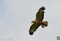 buse-feroce_8241