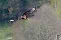 caracara_8216